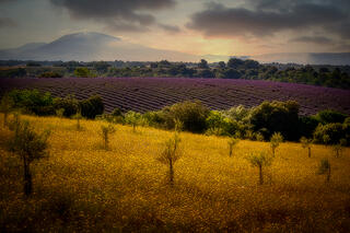 Olive Trees, Lavender & Wildflowers