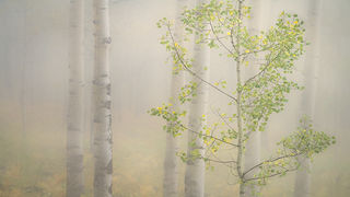 Aspens & Fog