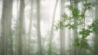 Owl Creek Fog & Aspens