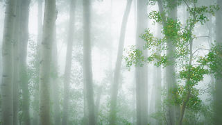 Aspen Mist
