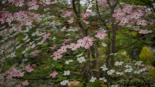 Spring Dogwood Bloom