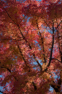 Fall Colors Pistachio Trees 2