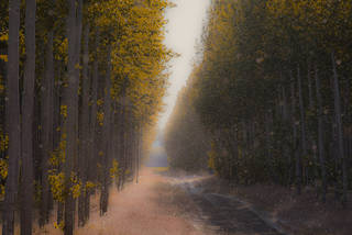 Poplar Stand Blur