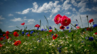 Poppy Field 1
