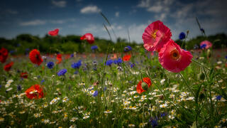 Poppy Field 2