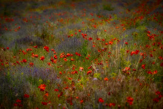 Poppys, Lavenders & Wildflowers