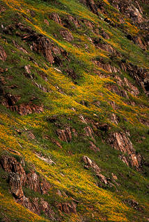 Spring Wildflowers