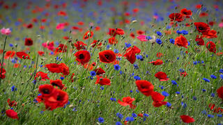 Poppy Field 2