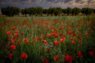Poppies & Olive Trees