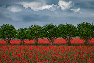 Coral Poppies Spring