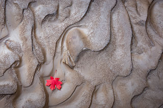 Red Maple & Sand Wash