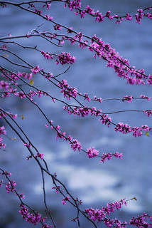 Red Buds and Merced River