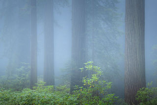 Redwoods Fog