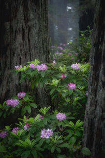 Rhododendron Forest in Fog