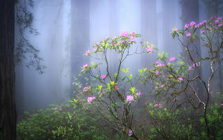 Rhododendron in Morning Fog