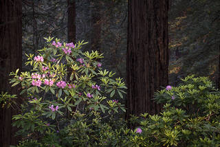 Rhodies & Redwoods