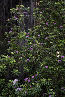 Rhodies & Redwoods