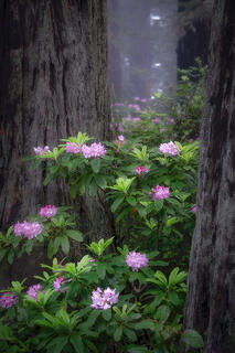 Rhododendrons and Redwoods
