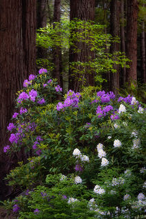Rhodies & Redwoods 1