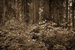 Redwood Flora