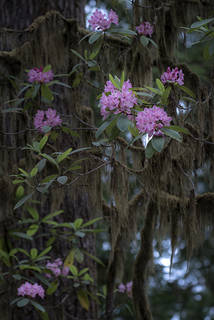 Rhodies & Spanish Moss