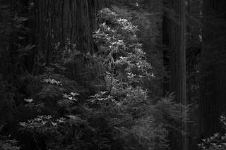 Rhodies and Redwoods BW