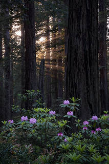 Rhodies at Sunset