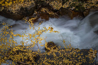 Rock Creek Fall Aspens