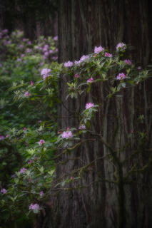 Rhododendrons & Redwoods