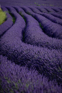 Roussilion Lavender Field