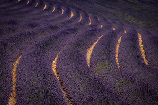 Lavender Field