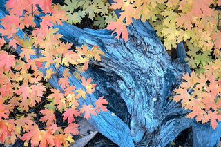 Maples and Burl
