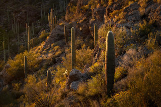 Suguaro Cactus Sunset 1