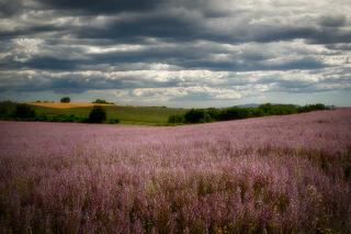 Wild Salvia Meadow