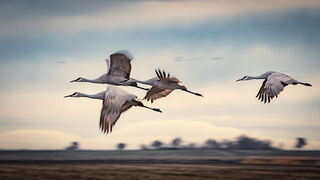 Sandhill Cranes Flight