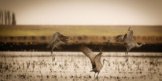 Sandhill Cranes Play