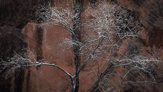 Cottonwood & Sandstone, Winter