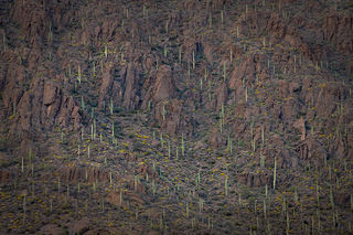 Suguaro Landscape