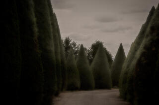 Cypress Allay