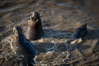 Elephant Seals at Play