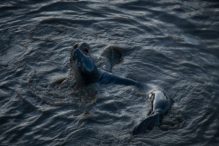 Elephant Seals at Play 2