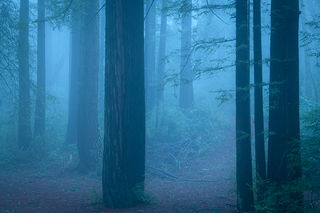 Redwood Morning Fog 1