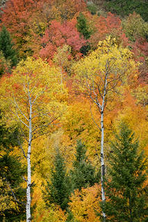 Snake River Cyn Fall Colors 2