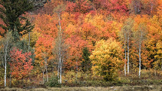 Snake River Cyn Fall Colors 3