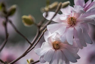 Star Magnolia