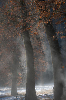 Steaming Black Oaks Morning