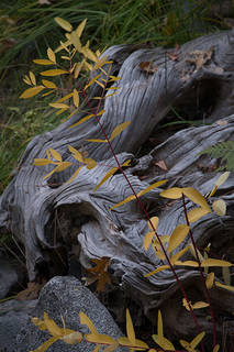 Indian Grasses Still Life