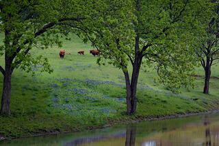 Spring Bluebonnet Ranch
