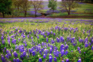 Bluebonnet Morning Mist