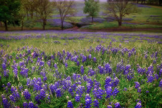 Bluebell Sunrise